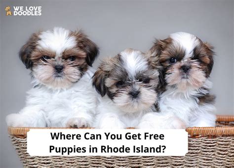 Housebreaking Before you adopt, consider how much time your new family member will spend alone. . Free puppies in ri